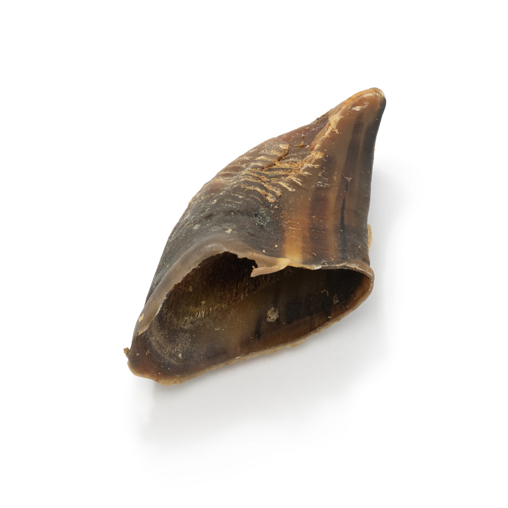 Cow Hooves